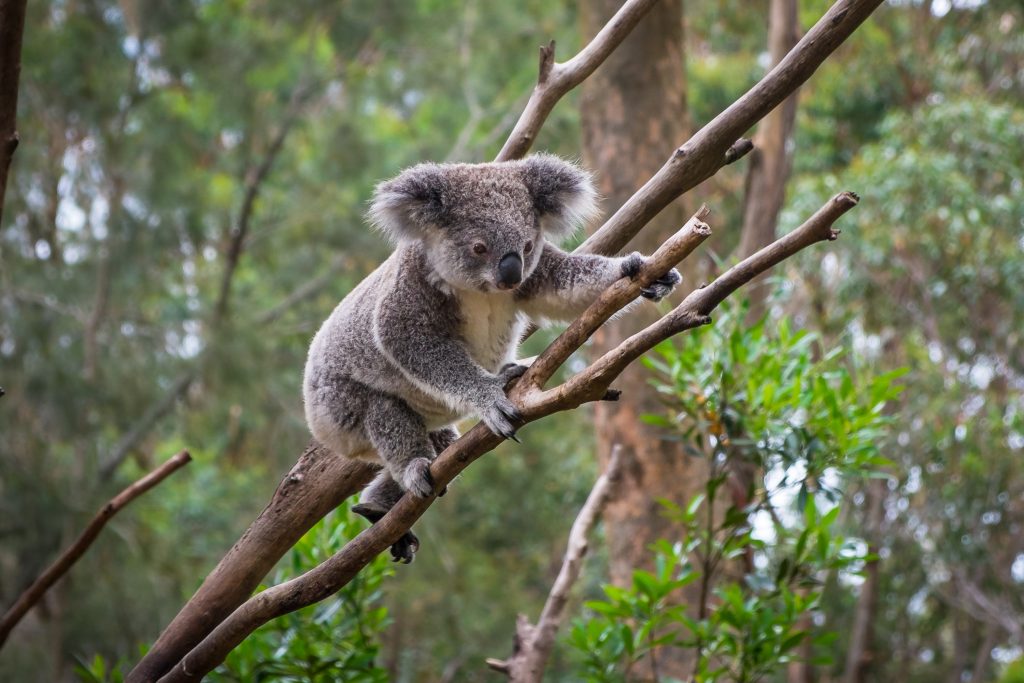 Australia and new zealand cruise holiday offer