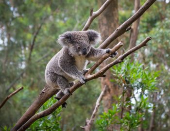 Australia and new zealand cruise holiday offer