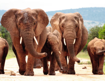 ultimate south africa holiday