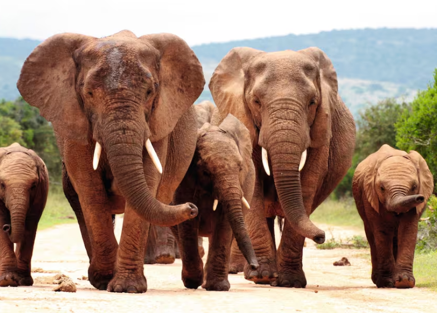 ultimate south africa holiday